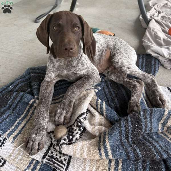 Wayland, German Shorthaired Pointer Puppy